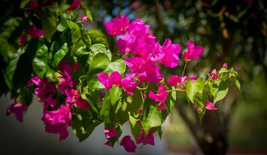 Agva Apart Otel Kemer Ngoại thất bức ảnh